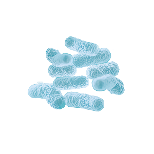 FF Prebiótico + Postbiótico