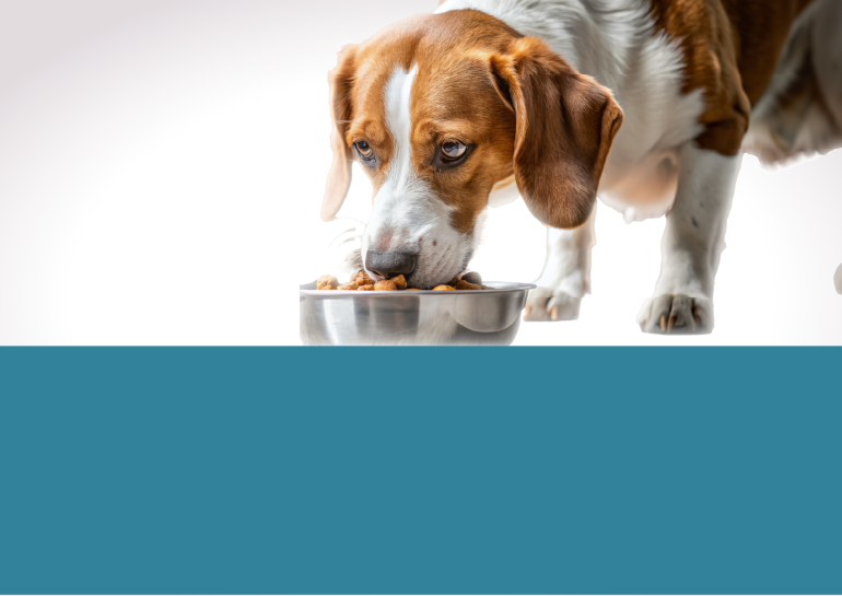 industria-veterinaria-mesa-de-trabajo-2.png